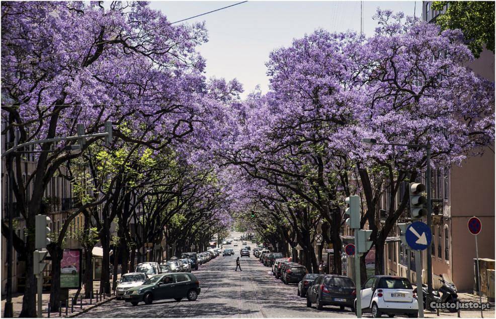 Desentupimentos Santos-o-Velho